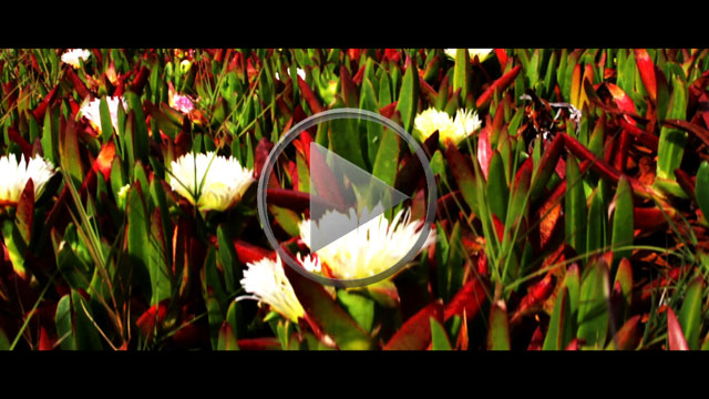 Director | Cinematographer Reel